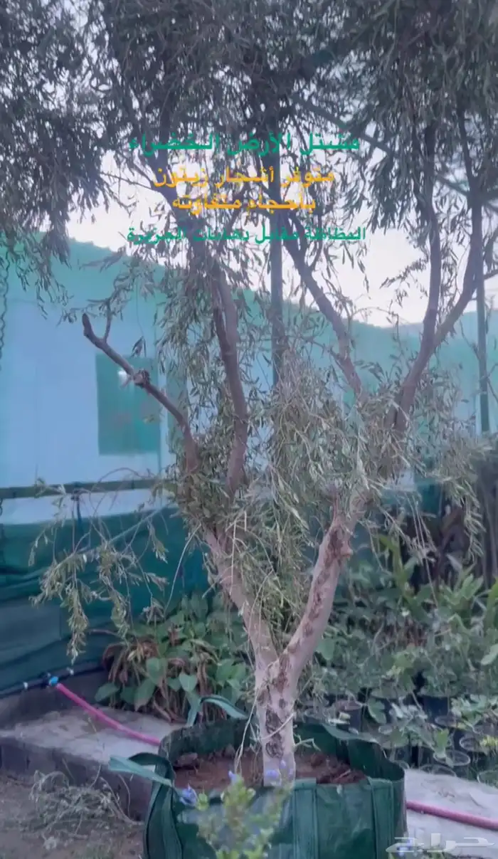 أشجار زيتون نيبالي 4