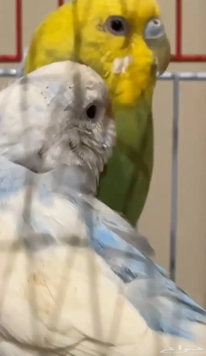 طيور حب بادجي 2