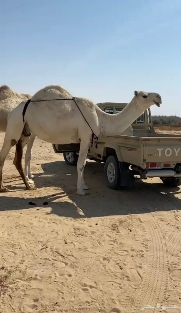 عشرا وضحا ظروبه 2