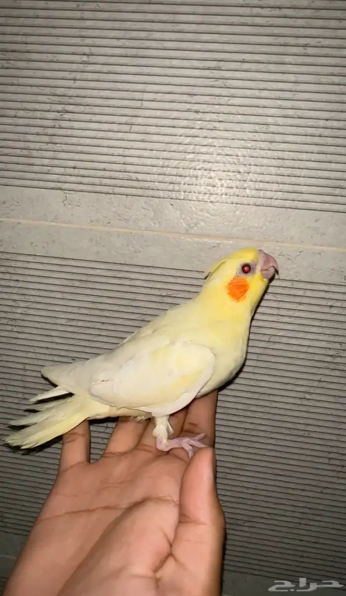 فرخ كروان ( كوكتيل ) 0