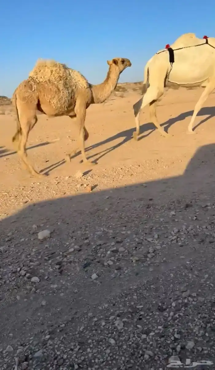 للبيع عشاير كفو 2