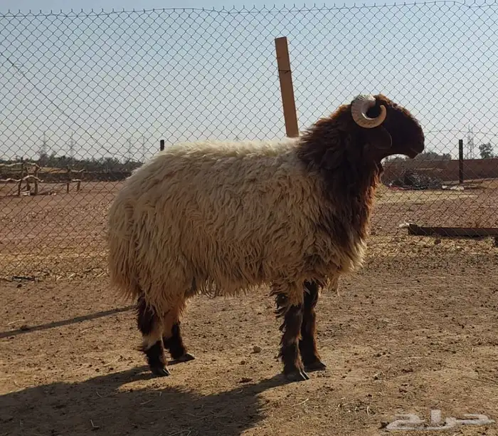 بيع الله يبارك له جذع نعيم فحل 0