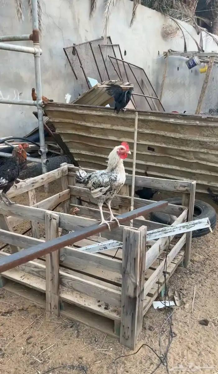 ديكه للبيع 0