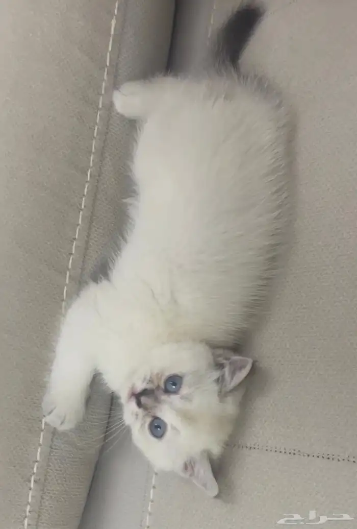 قطه سكوتش ستريت للبيع بأقل الأسعار 2