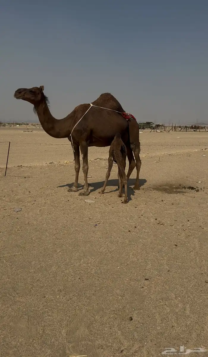 خلفه ساحليه مصغر معها بكره 4