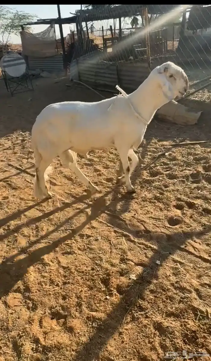 خروف ساكني ابيض جذع 2