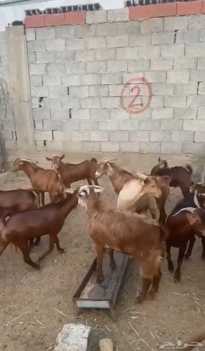 تيوس بلدي جذعان وثنيان العدد 31 المجارده 0