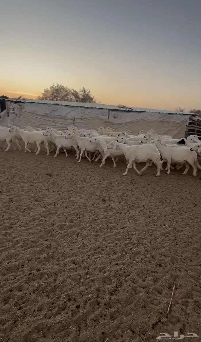 غنم ضان كفو 2