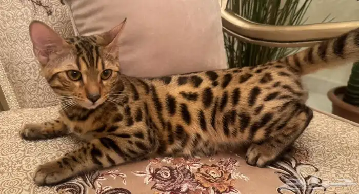 قط بنغالي ذكر 0