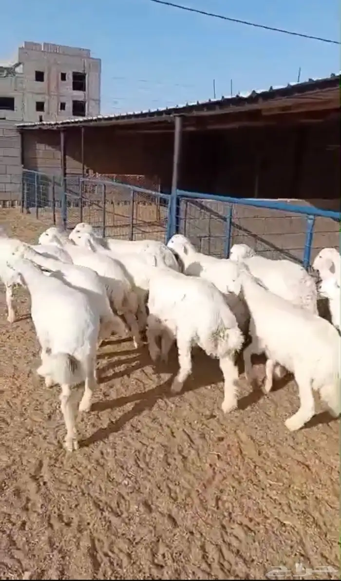 طليان ذبايح سواكن ورفيديات وحريات رقم واحد 17