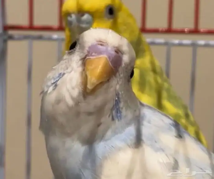 طيور حب بادجي 3