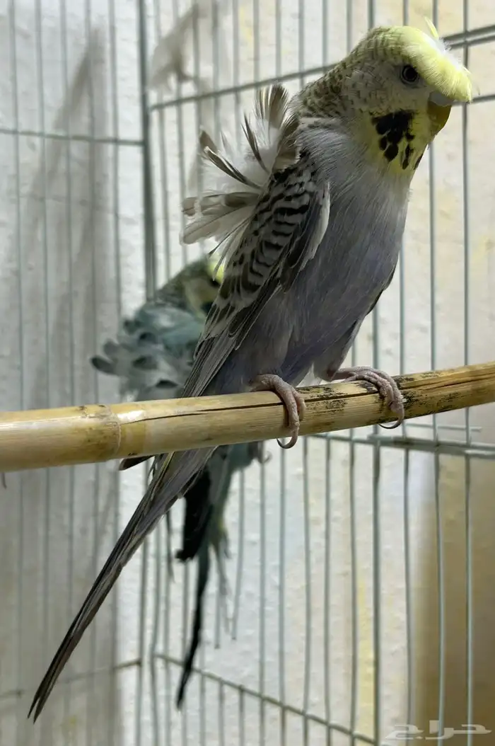 للبيع جوز هوقو مكس انقليزي فاخر 13