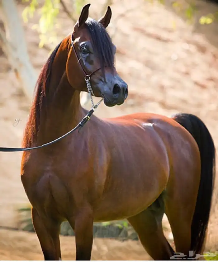 مربط الرفيع للخيول العربية الاصيلة 1