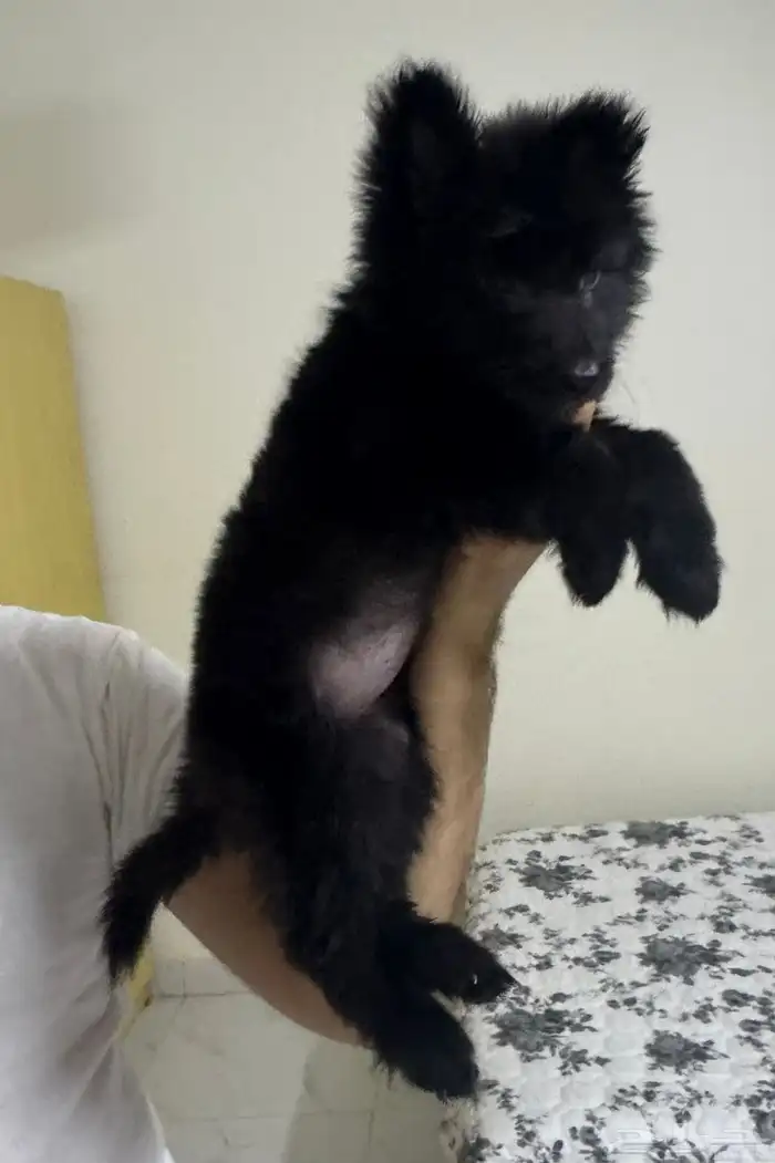 كلبه جيرمن للبيع 5