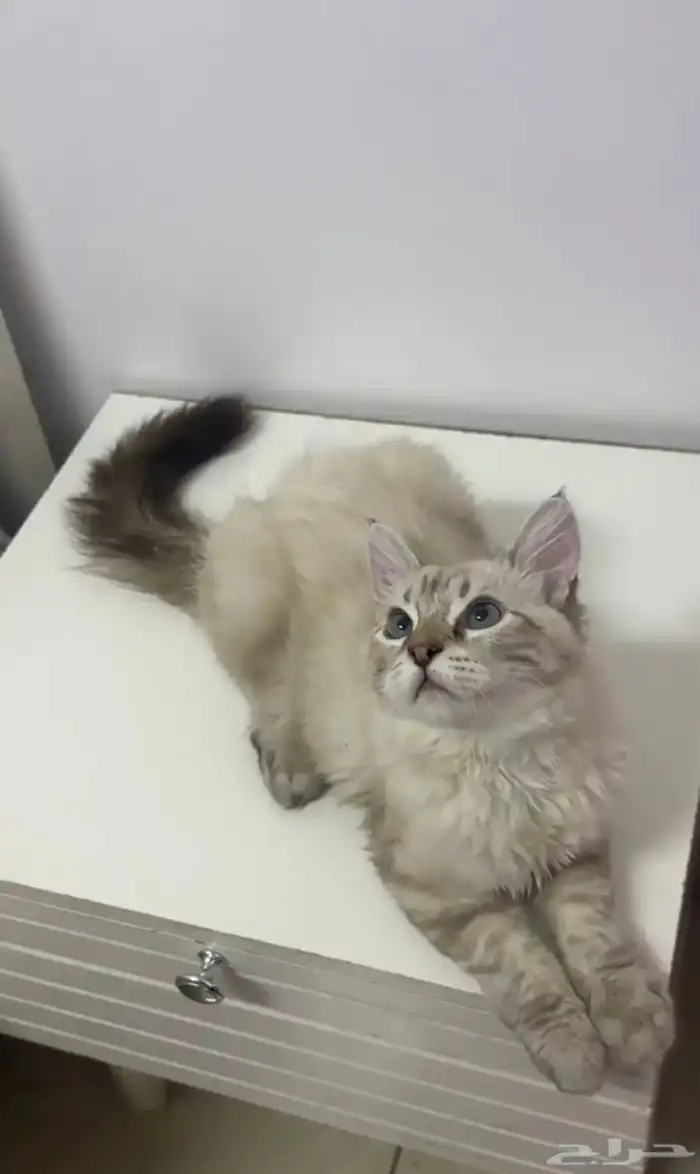 بلال بن رباح 0