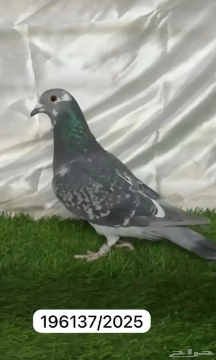 حمام زاجل سباق 13