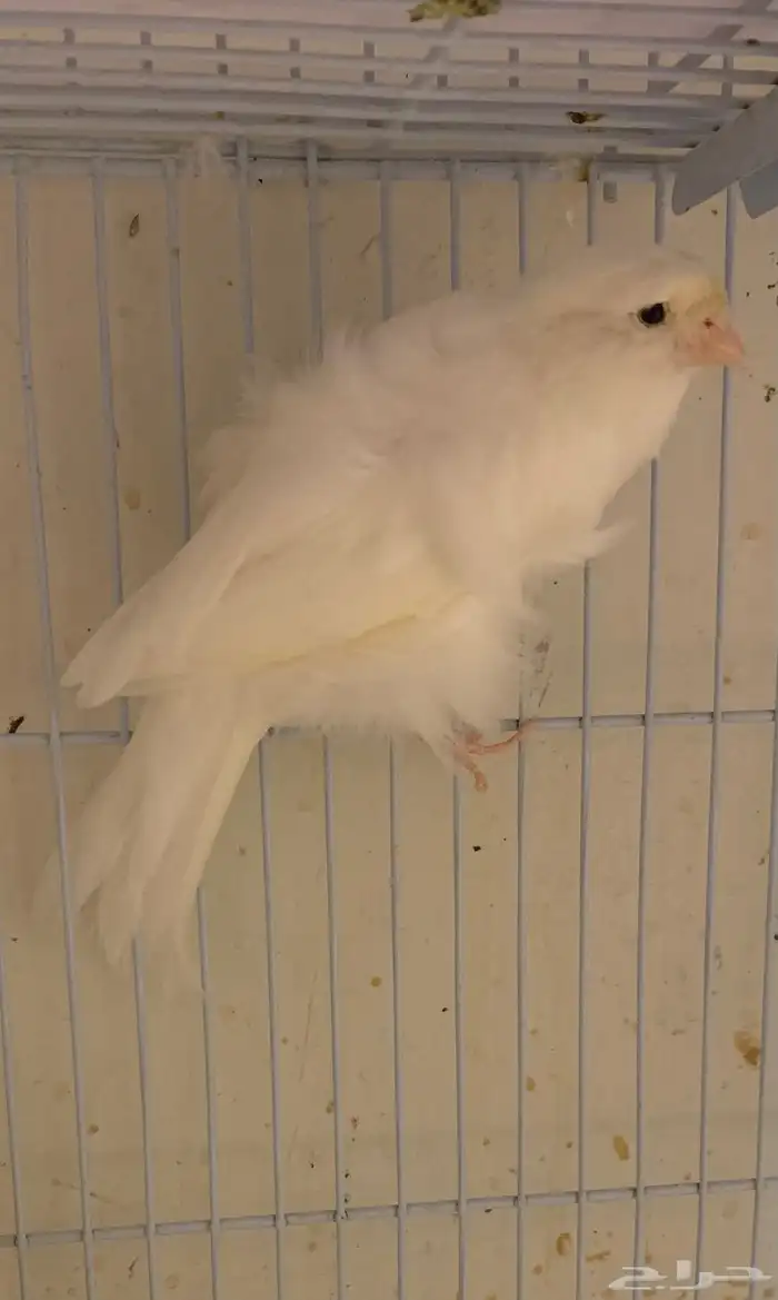 كناري بارزيان مفتل ابيض 4