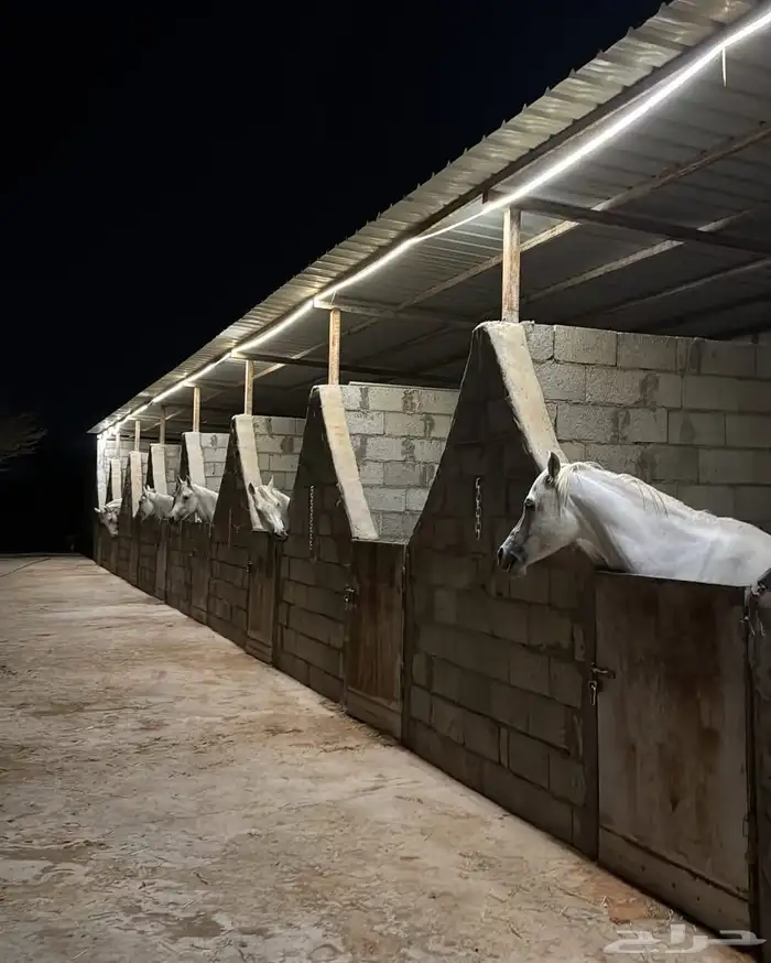 إيواء خيل ملهم 0