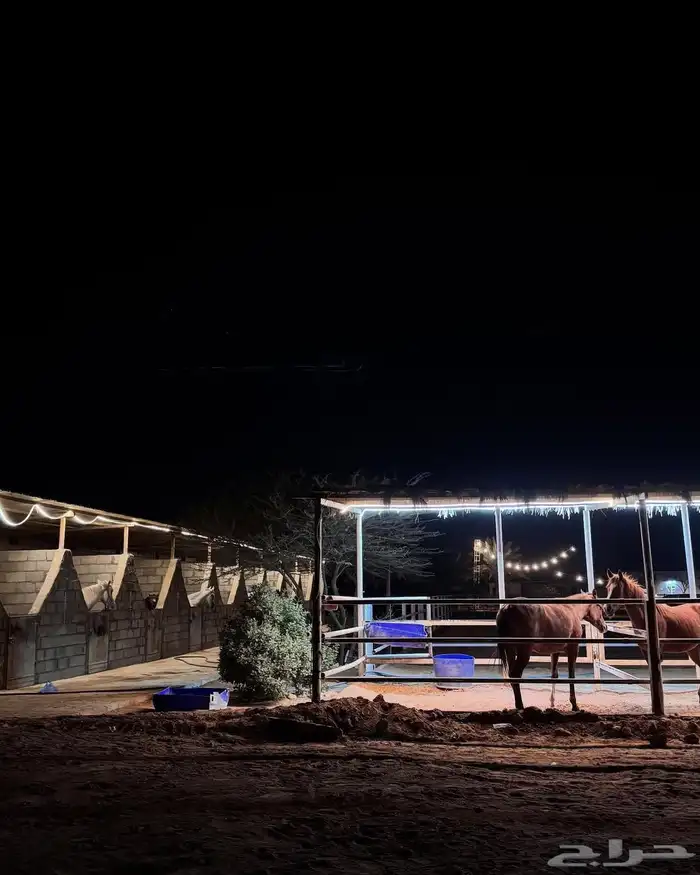 إيواء خيل ملهم 3