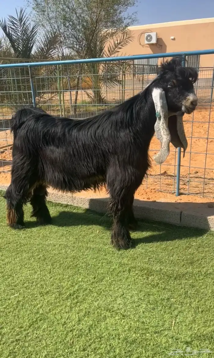 تيس عارضي فحل صنف نادر خصم تم البيع 0