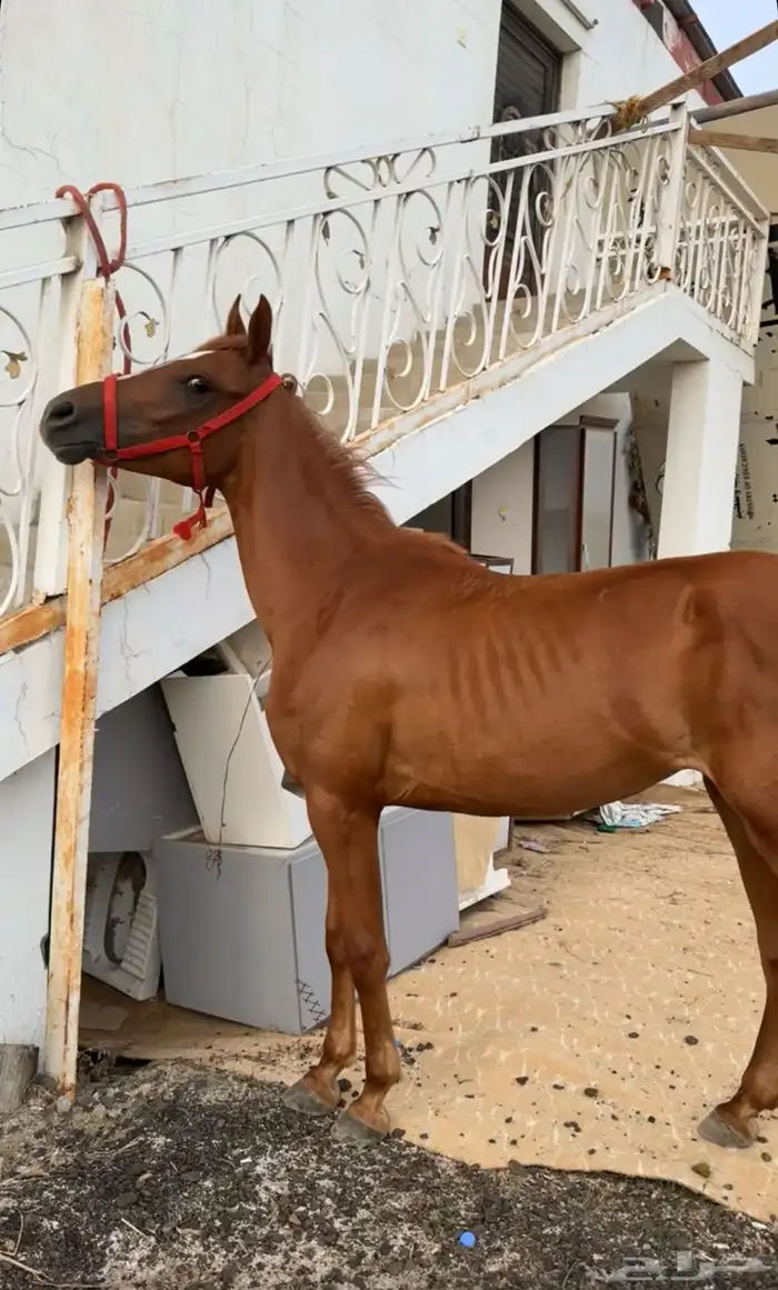 فرس لقاح للبيع 1