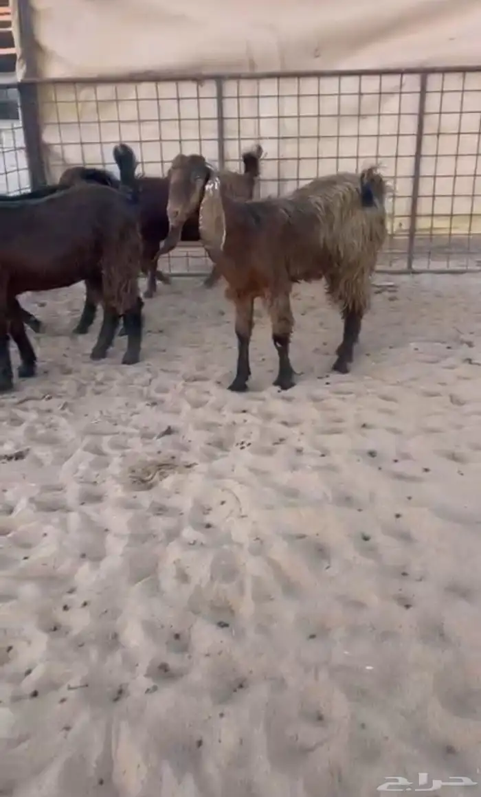 جفار مشاريك قبرصي طيبه 0