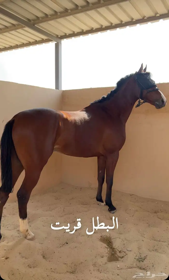 حصان انتاج مربط الامير عبد العزيز بن مساعد 0