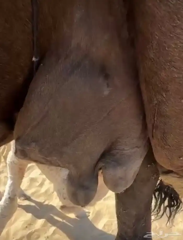 للبيع خلفه كفو منيحه رقم 1 3