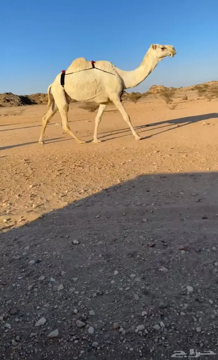 للبيع عشاير كفو 1