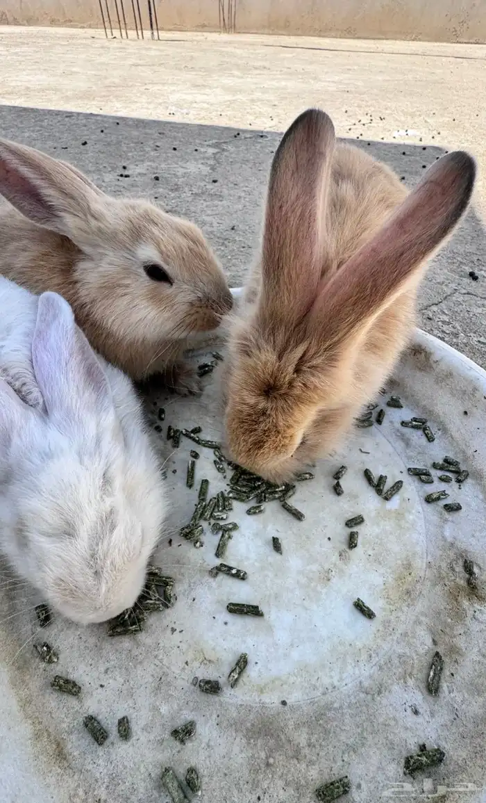 ثلاث ارانب 0