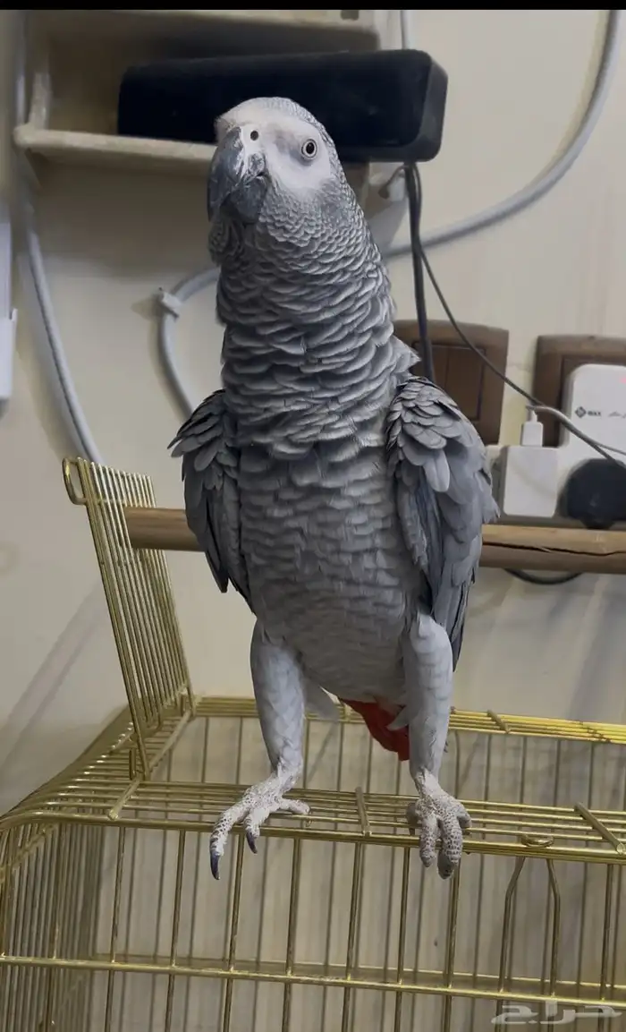 للبيع انثى كاسكو جاااهزه 4