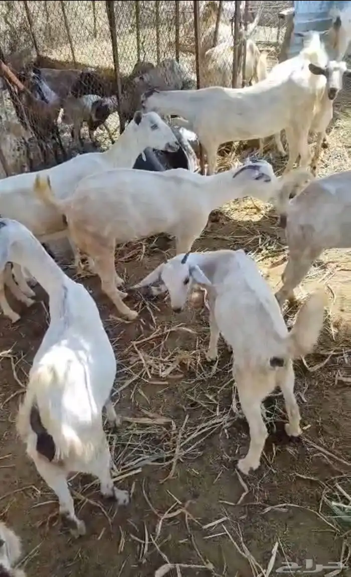 عرض وبيع مراح كامل 0