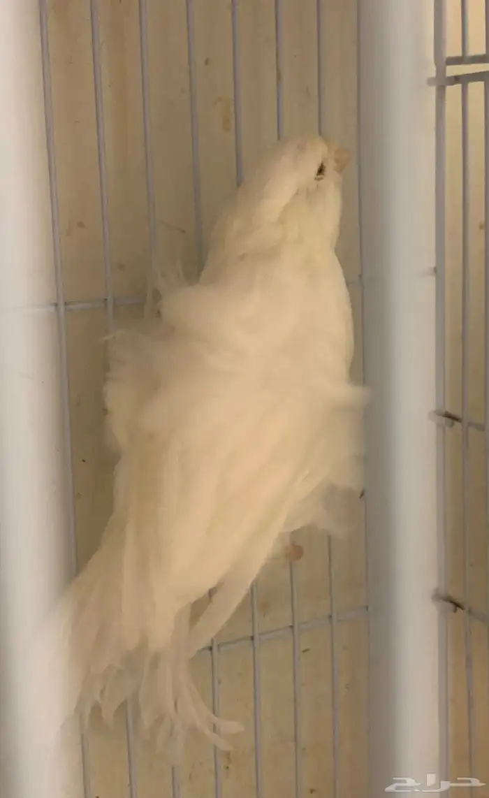 كناري بارزيان مفتل ابيض 0