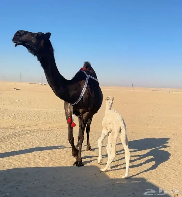 للبيع خلفه كفو منيحه رقم 1 2