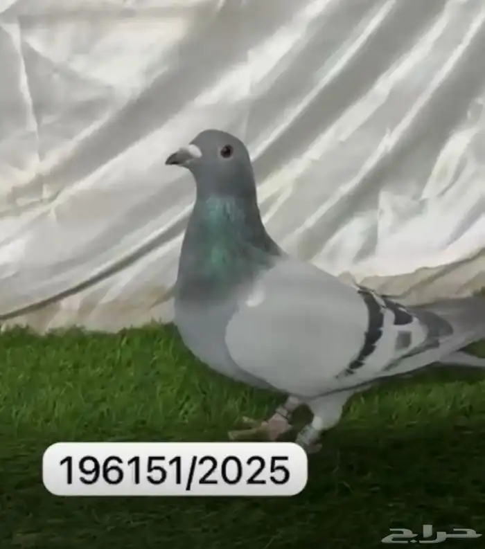 حمام زاجل سباق 4