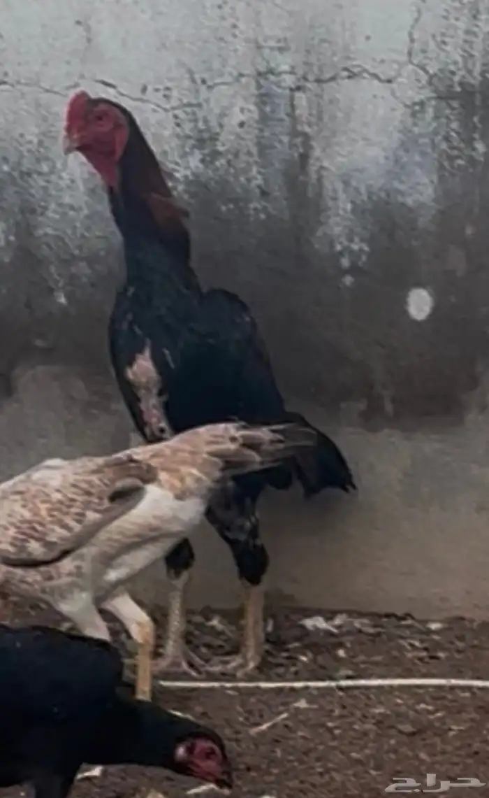 ديك شامو ياباني  دجاجه شامو الماني 2