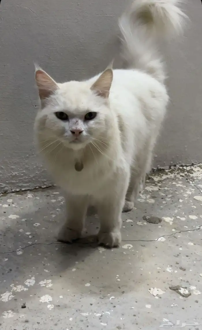 قطة للتبني 0