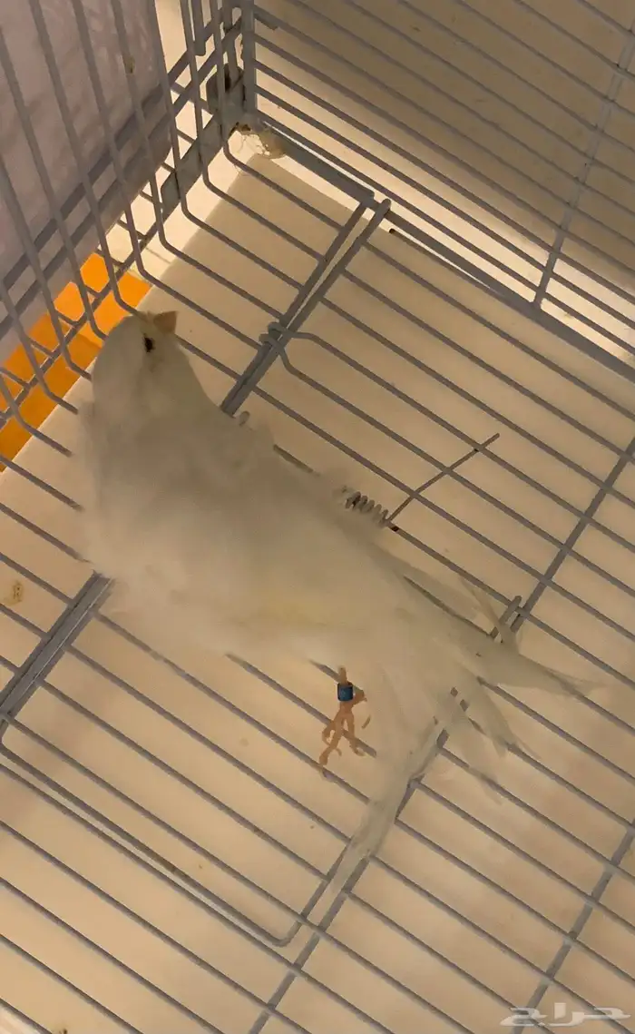 كناري بارزيان مفتل ابيض 2