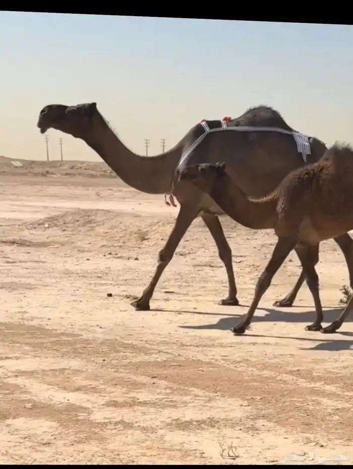 عشرا معه قعود 0