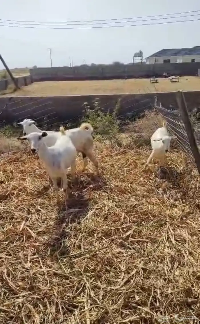 عرض وبيع مراح كامل 2