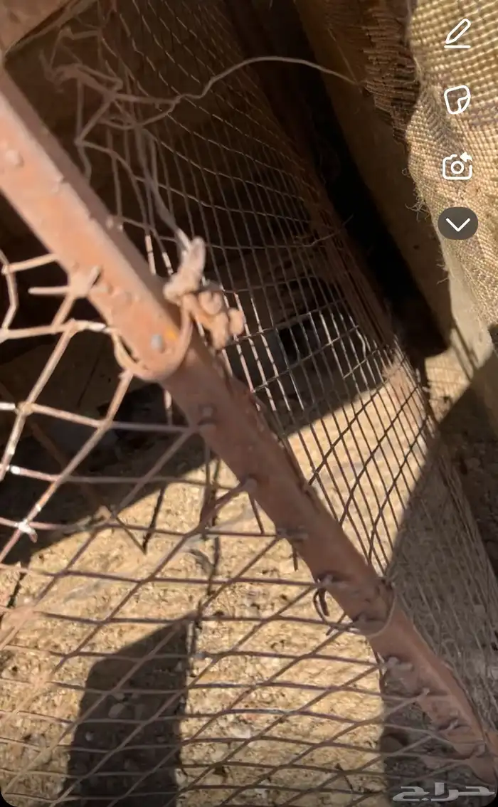 دجاج للبيع 5