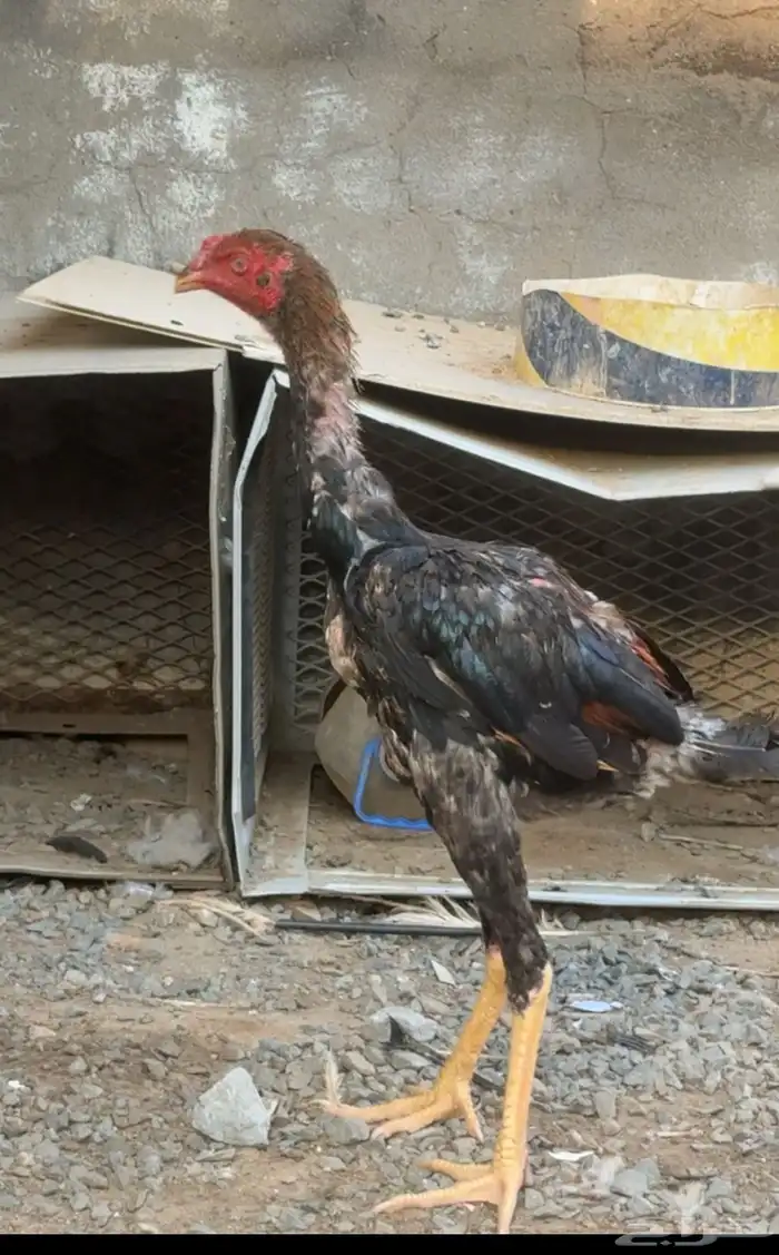 ديك سندي جرم وطول 1