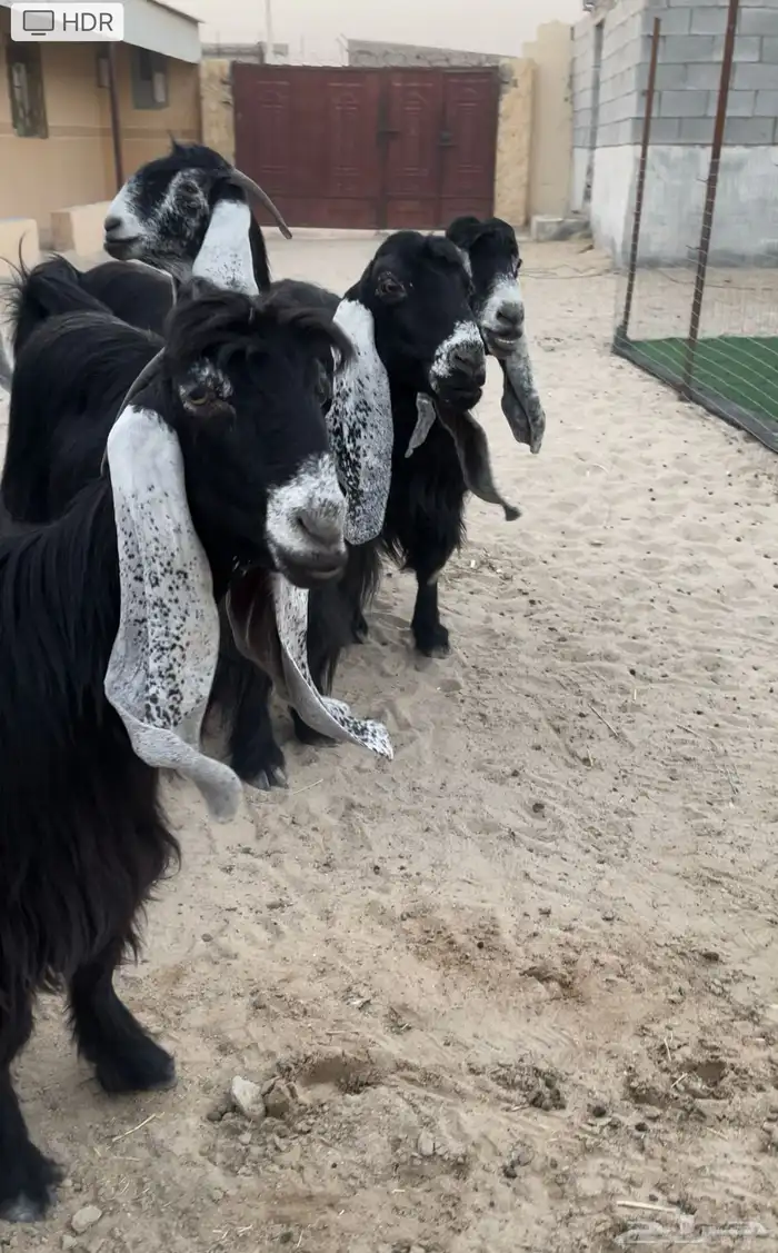 للبيع معزا عوارض ريش خصم معررفه 4