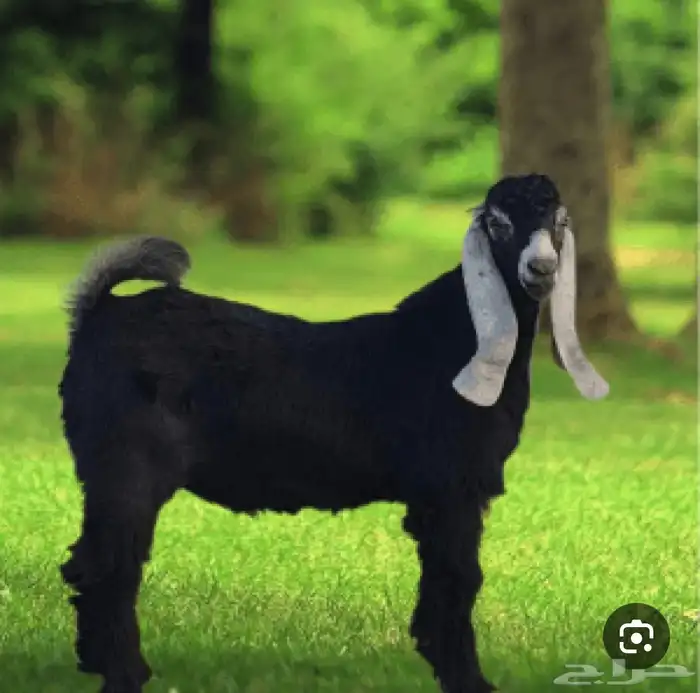 ذبايح تيوس وطليان حري 0