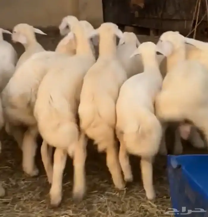 طليان حريه للبيع 0