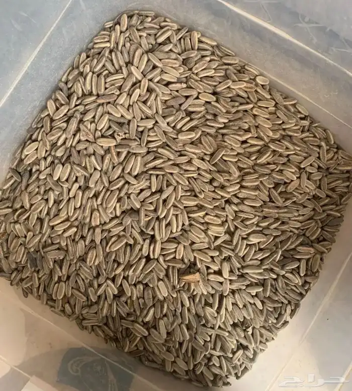 بذور بونسيانا حمراء 0