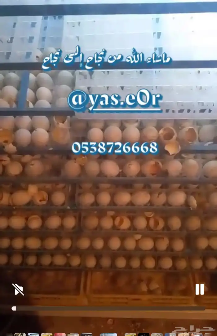 مطلوب سمان تكساس بدل بفقاسه جديده 2