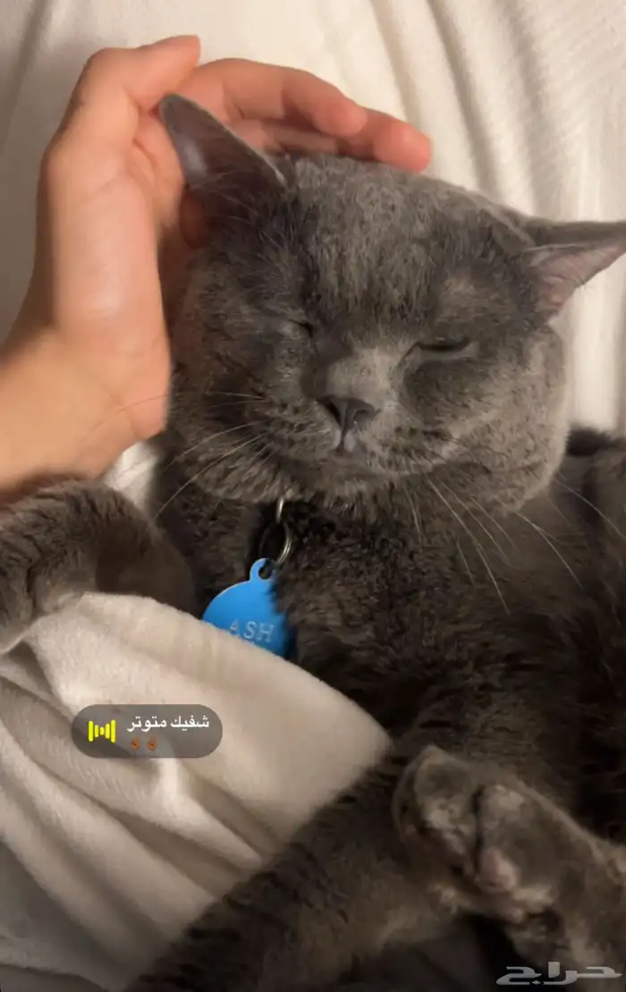 قطو شيرازي 3