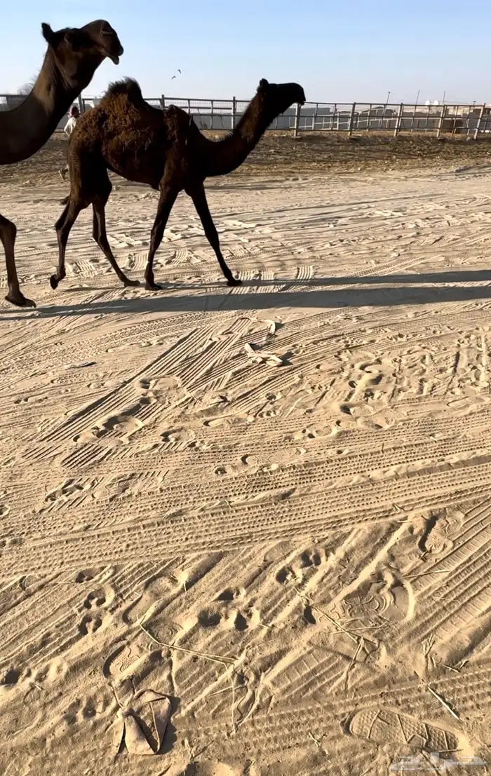 للبيع المفروده طيبه جدا وآبيه من سلاله حكمان 0