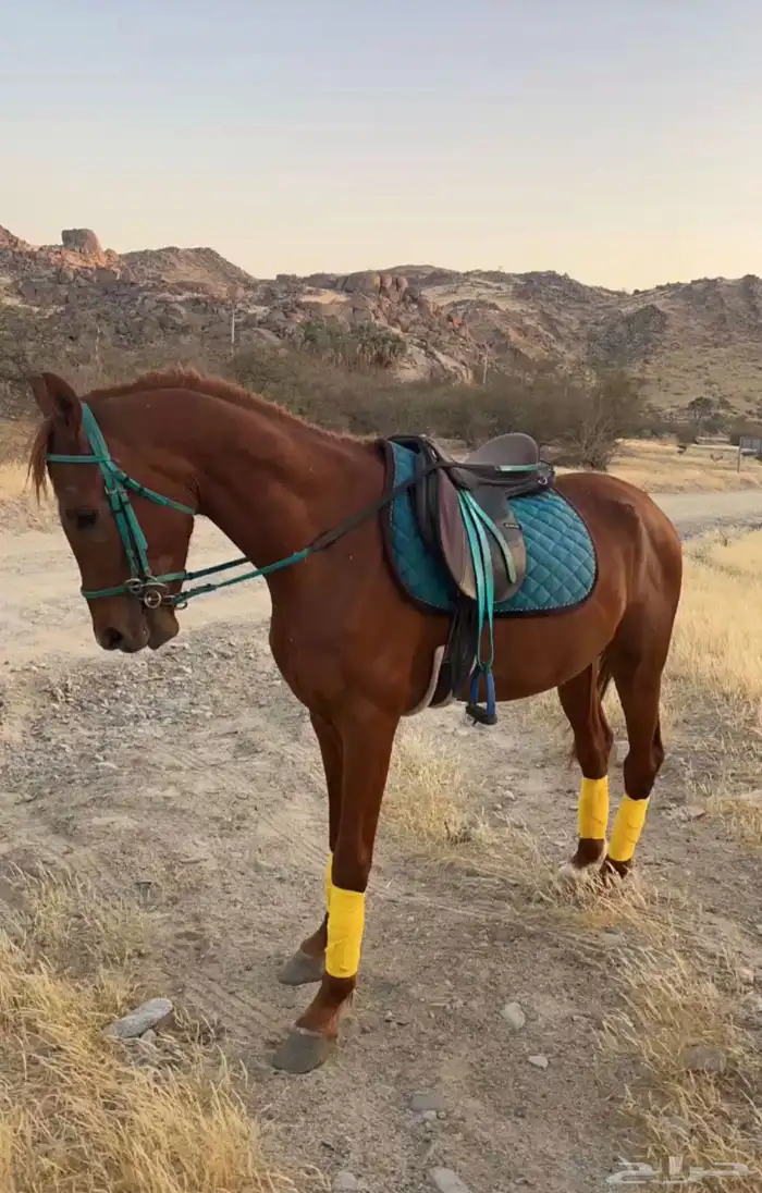 حصان شعبي للبيع 0